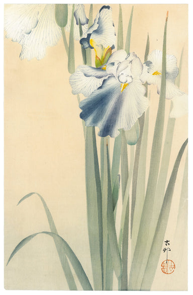 Iris by Koson Ohara (1877-1945), c.1910 (Front)